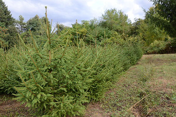 alberi di natale